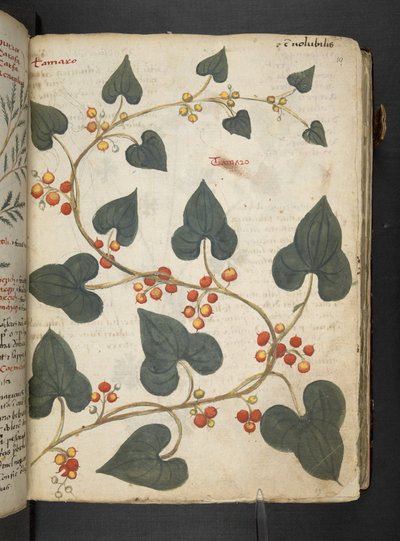 Dodaj MS 41623 