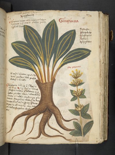 Dodaj MS 41623 