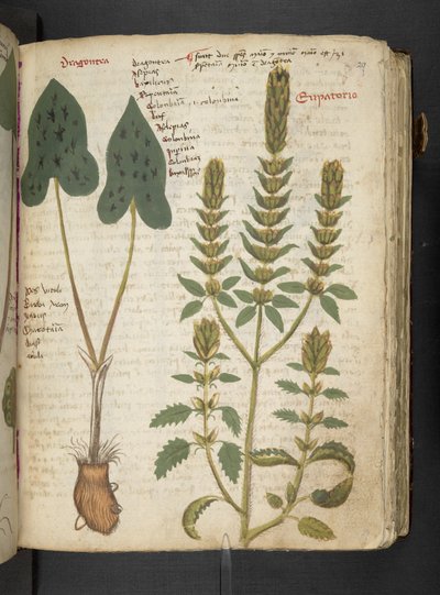 Dodaj MS 41623 