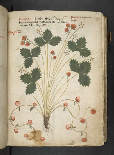 Dodaj MS 41623 