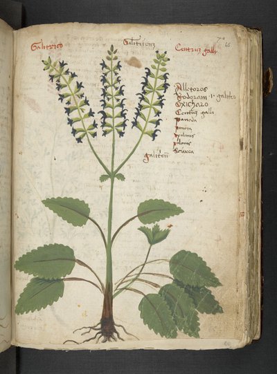 Dodaj MS 41623 
