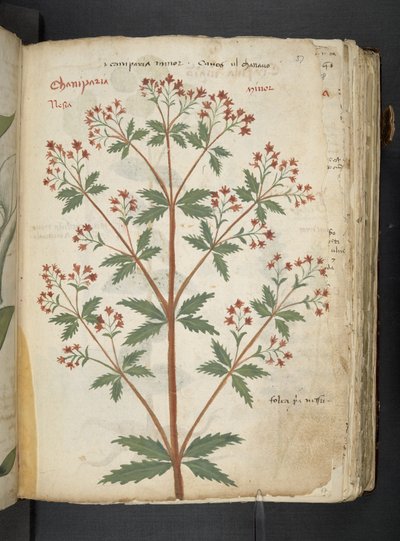 Dodaj MS 41623 