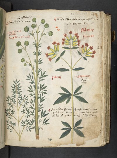 Dodaj MS 41623 