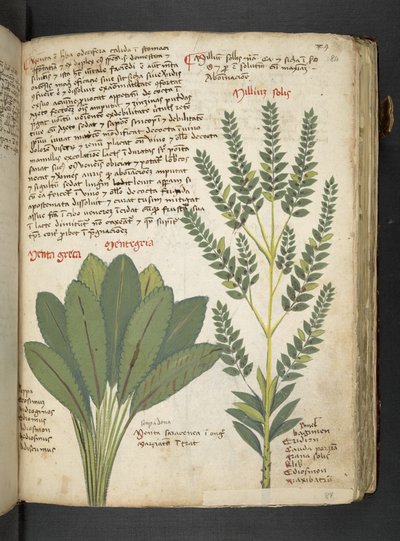 Dodaj MS 41623 