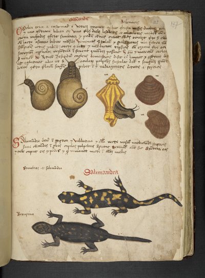 Dodaj MS 41623 Chiocciole i Salamandra, z „Zioła”, Belluno (tusz i kolor na welinie) autorstwa Italian School