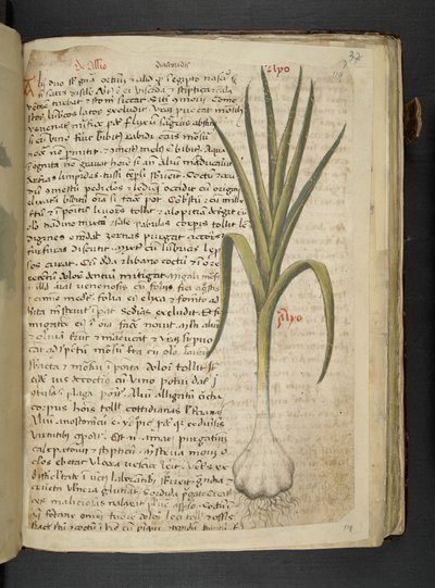 Dodaj MS 41623 De Allio, 