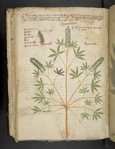 Dodaj MS 41623 f.101v 