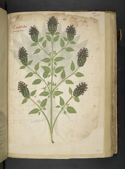 Dodaj MS 41623 f.103r Consolida, z 