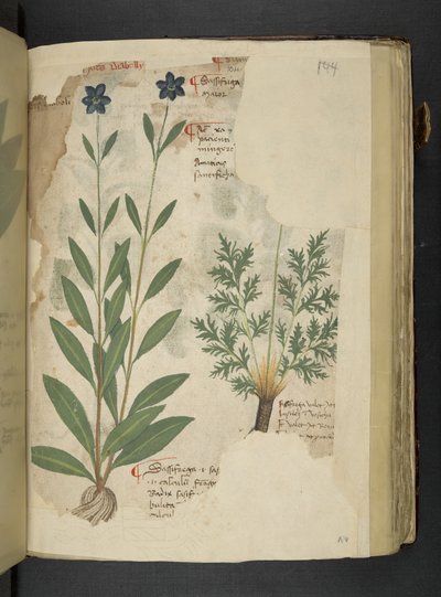Dodaj MS 41623 f.104r Sassifraga, z 