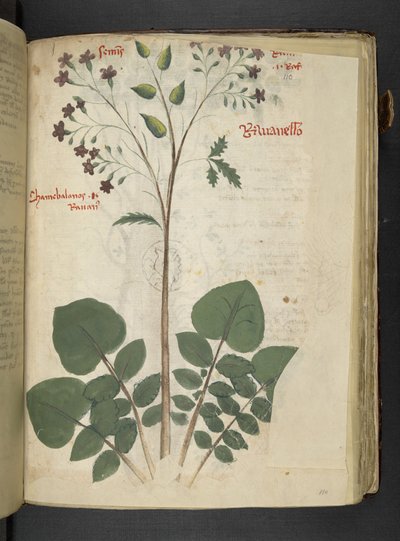 Dodaj MS 41623 f.110r 