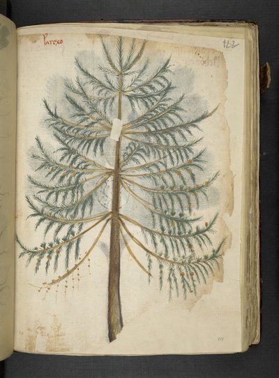 Dodaj MS 41623 f.111r 