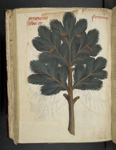 Dodaj MS 41623 f.111v Sosna, z „Zioła”, Belluno (tusz i kolor na welinie) autorstwa Italian School