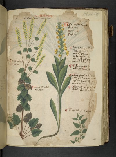 Dodaj MS 41623 f.113r 