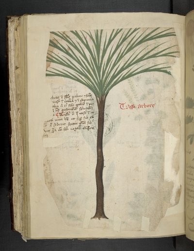 Dodaj MS 41623 f.113v Tarro Arboro, z "A herbal", Belluno (tusz i kolor na welinie) autorstwa Italian School