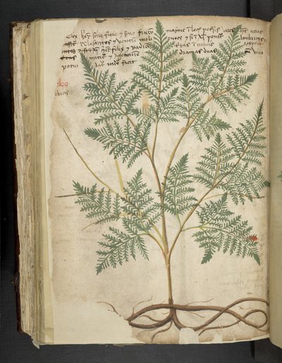 Dodaj MS 41623 f.114v 