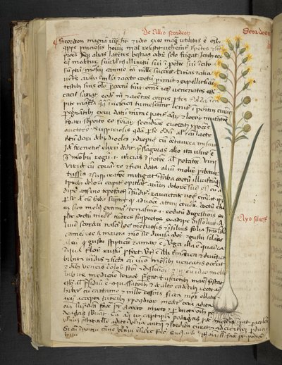 Dodaj MS 41623 f.119v 
