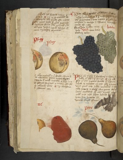 Dodaj owoce MS 41623 f.121v, z 
