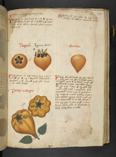 Dodaj MS 41623 f.122r Pere Cotogne i Sorbo, z 