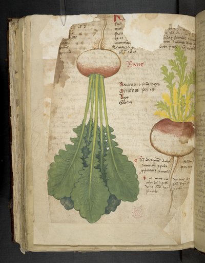 Dodaj MS 41623 f.126v 