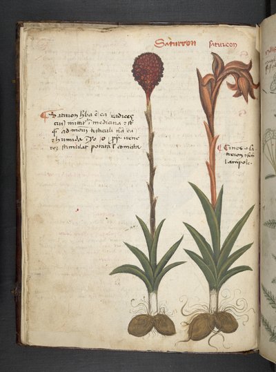 Dodaj zioła MS 41623 f.13v A, Belluno (tusz i kolor na welinie) autorstwa Italian School