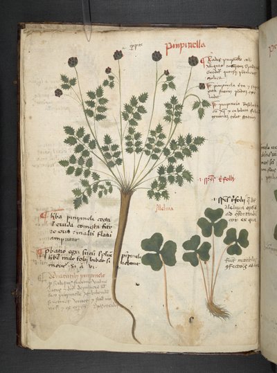 Dodaj zioła MS 41623 f.14v A, Belluno (tusz i kolor na welinie) autorstwa Italian School
