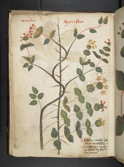 Dodaj zioła MS 41623 f.15v A, Belluno (tusz i kolor na welinie) autorstwa Italian School