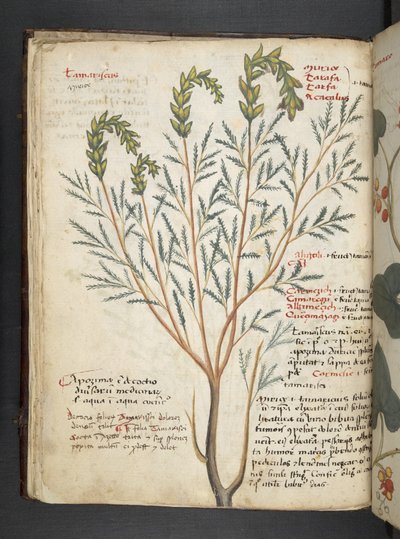 Dodaj zioła MS 41623 f.18v A, Belluno (tusz i kolor na welinie) autorstwa Italian School