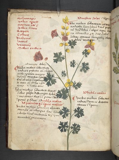 Dodaj zioła MS 41623 f.19v A, Belluno (tusz i kolor na welinie) autorstwa Italian School