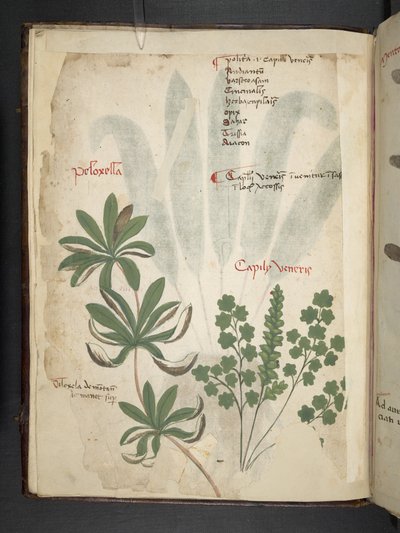 Dodaj zioła MS 41623 f.1v A, Belluno (tusz i kolor na welinie) autorstwa Italian School