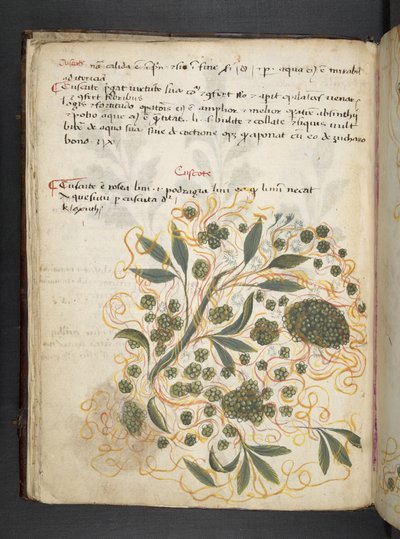 Dodaj zioła MS 41623 f.20v A, Belluno (tusz i kolor na welinie) autorstwa Italian School