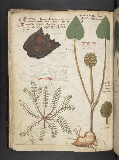 Dodaj MS 41623 f.28v 