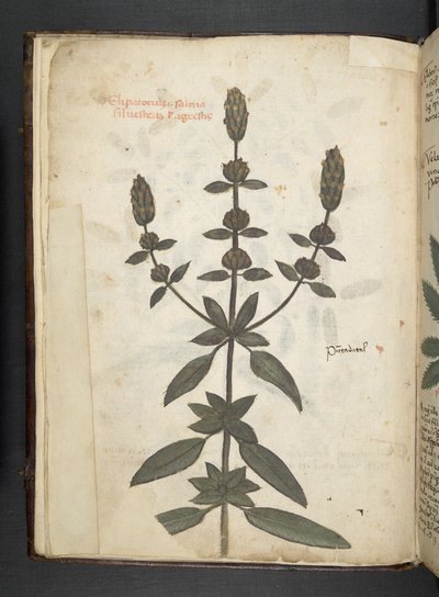 Dodaj zioła MS 41623 f.2v A, Belluno (tusz i kolor na welinie) autorstwa Italian School