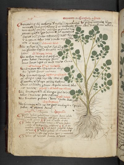 Dodaj MS 41623 f.32v 