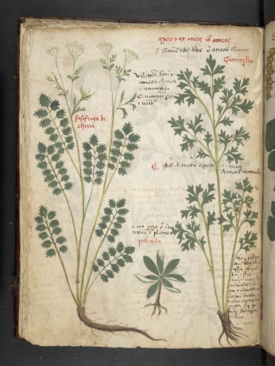 Dodaj MS 41623 f.33v 