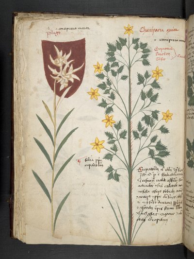 Dodaj MS 41623 f.35v 
