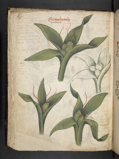 Dodaj MS 41623 f.36v 