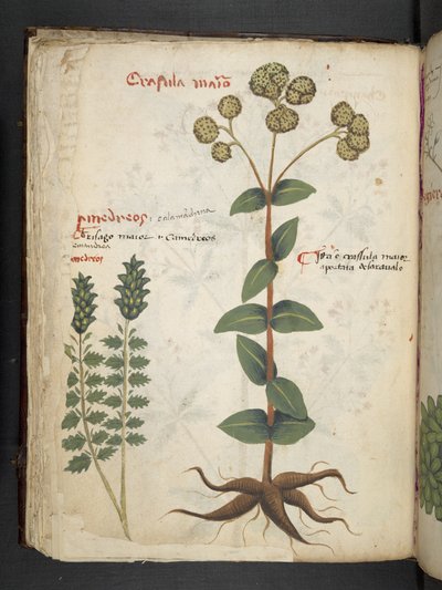 Dodaj MS 41623 f.37v 