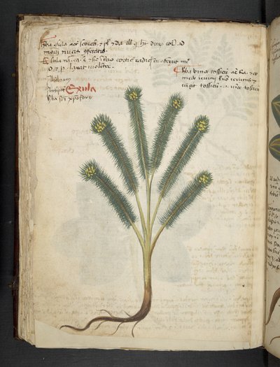 Dodaj MS 41623 f.39v 