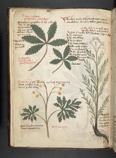 Dodaj zioła MS 41623 f.3v A, Belluno (tusz i kolor na welinie) autorstwa Italian School