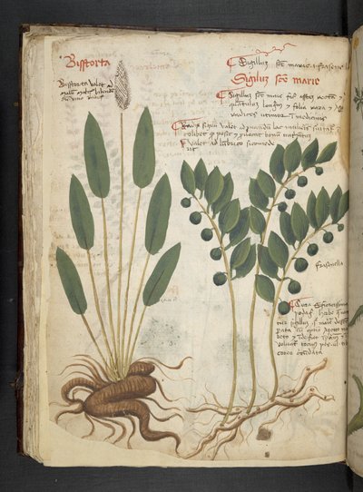 Dodaj MS 41623 f.42v 