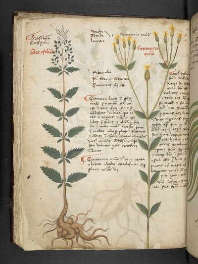 Dodaj MS 41623 f.48v 