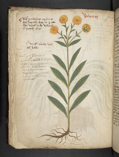 Dodaj MS 41623 f.49v 