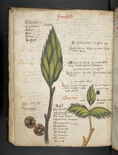 Dodaj MS 41623 f.62v 