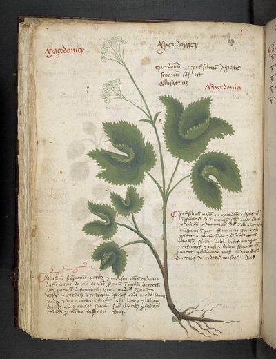 Dodaj MS 41623 f.67v 