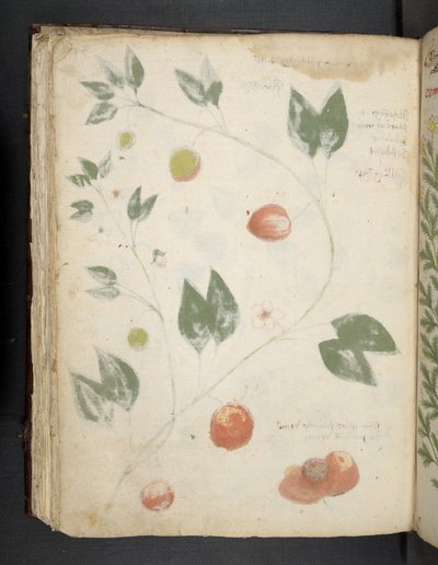 Dodaj MS 41623 f.70v 
