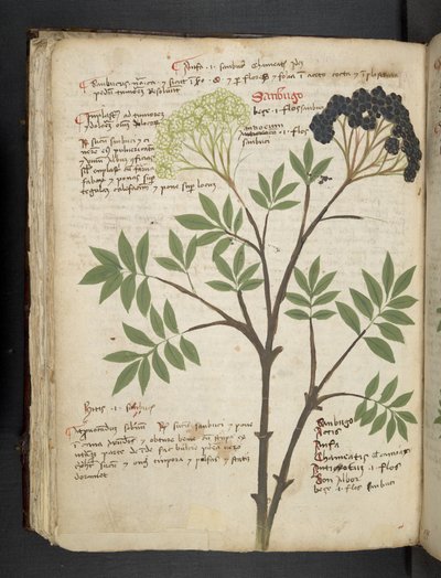 Dodaj MS 41623 f.72v 