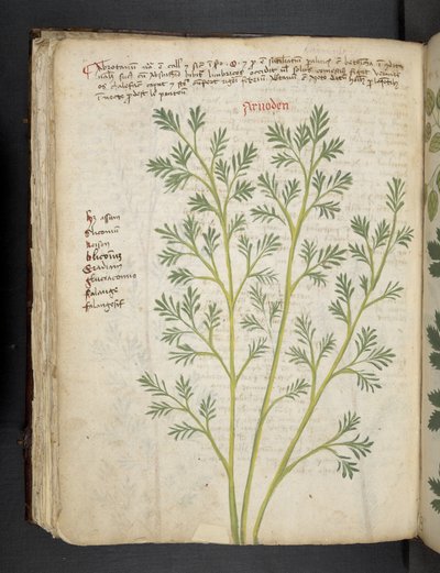 Dodaj MS 41623 f.74v 
