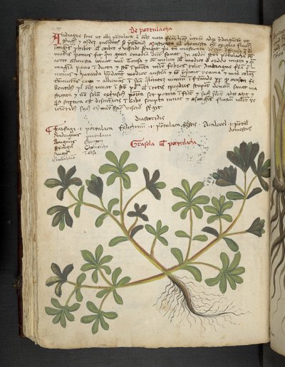 Dodaj MS 41623 f.81v De Portulaca, z "A herbal", Belluno (tusz i kolor na welinie) autorstwa Italian School