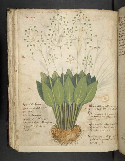 Dodaj MS 41623 f.85v 