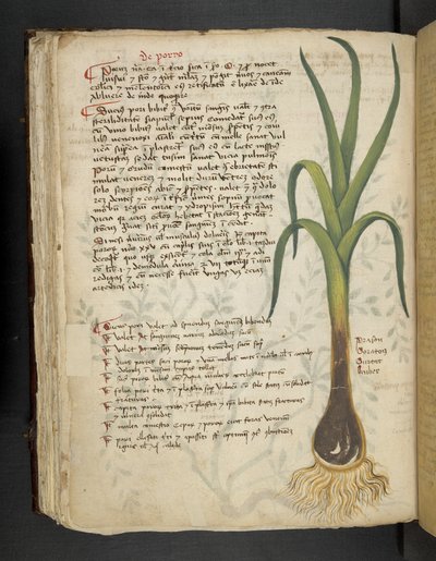Dodaj MS 41623 f.87v De Porro 